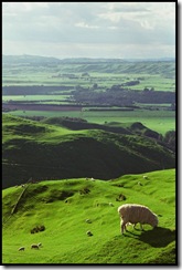 driving-green-pastures-with-sheep
